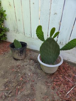 Cactus small and medium