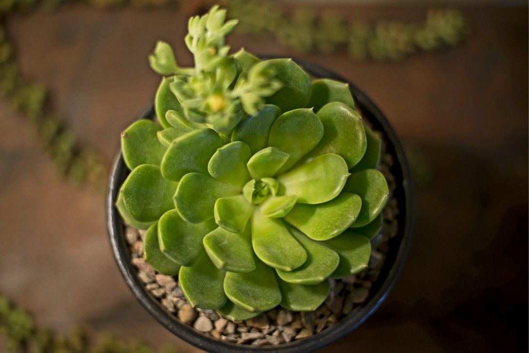 Hand-Painted Terracotta Pot with Succulent Plant