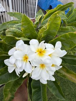 Plumerias Cuttings