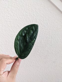 Single Monstera Peru