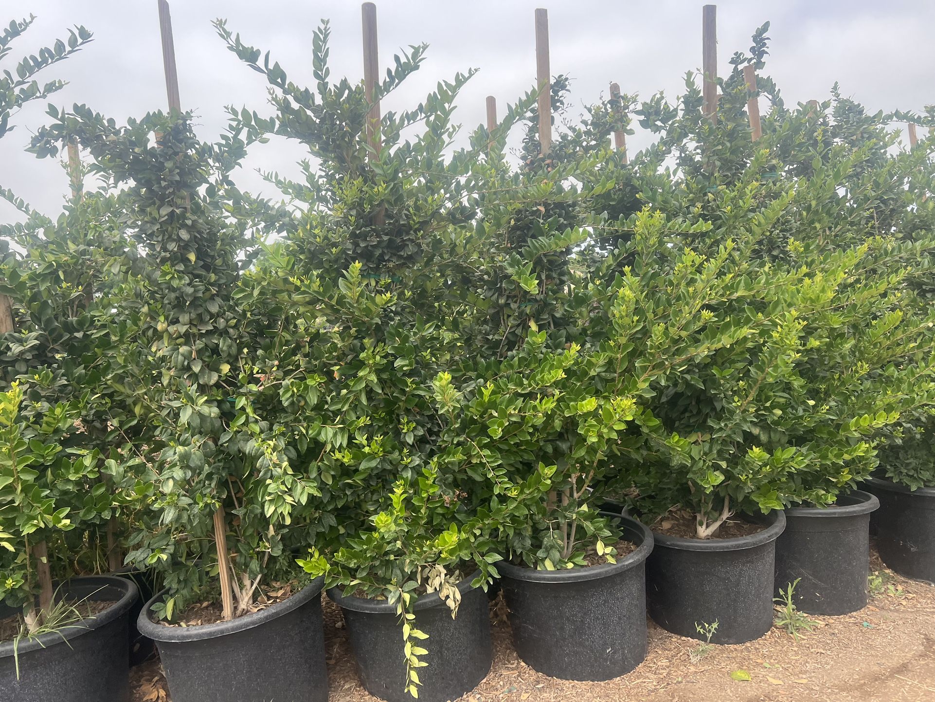 Legastrum Waxleaf Privits 25 gallon