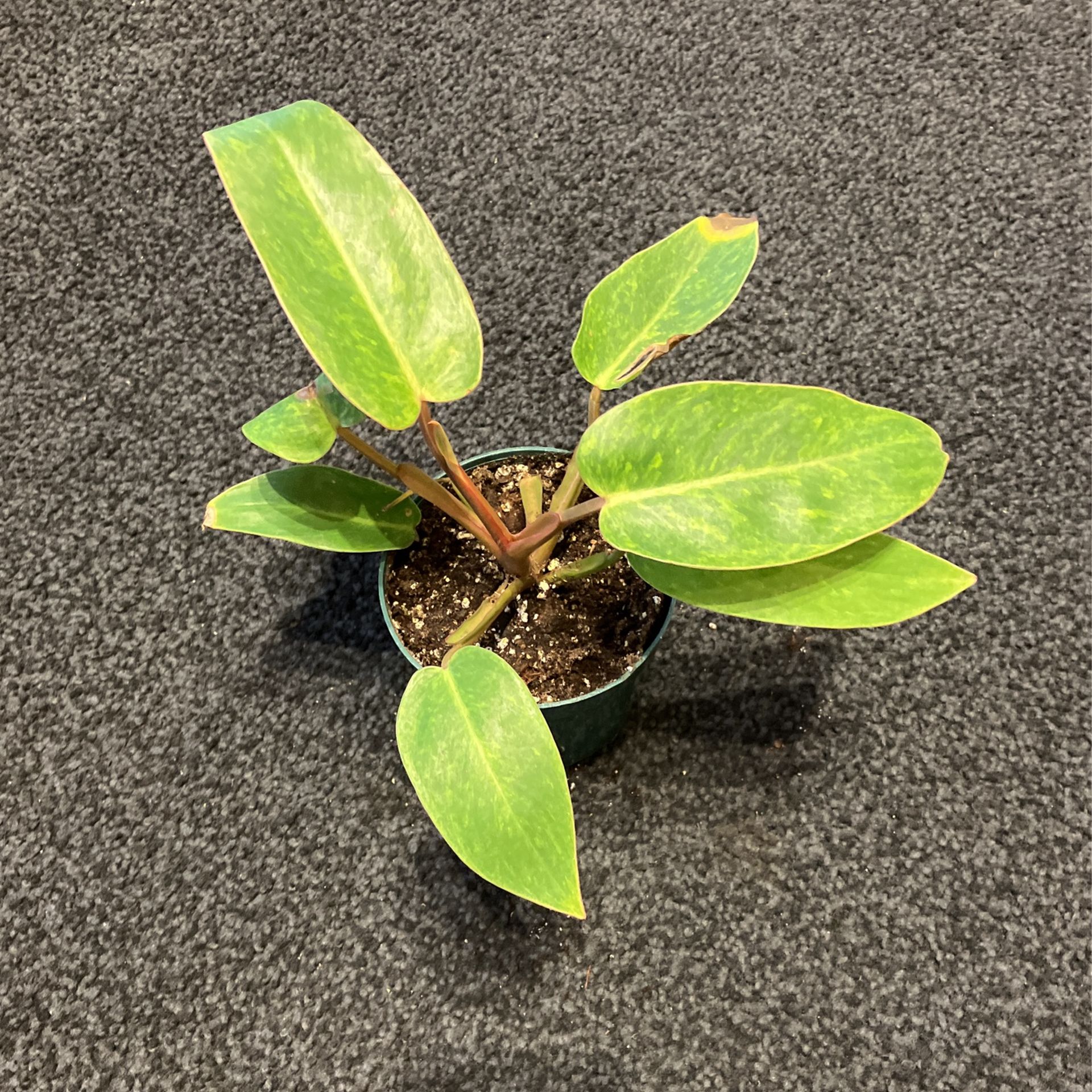 Philodendron Painted Lady