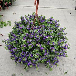 Scaevola Aemula Beautiful and Healthy HANGING BASKETS PLANTS ARRIVED. $14 each First come first serve.