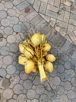 Small Coconuts for sale