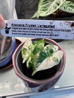 Variegated Frydek (1)