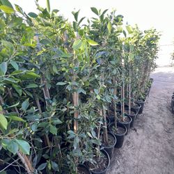 Ficus Trees 🌲  $25-$65