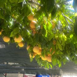 Vendo Toronjas Rosada Mucho Jugo Y Sabrosas 