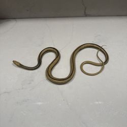Realistic Rubber Snake