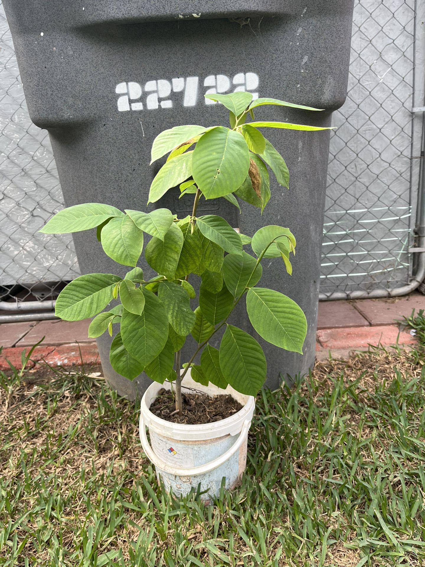 Cherimoya Tree