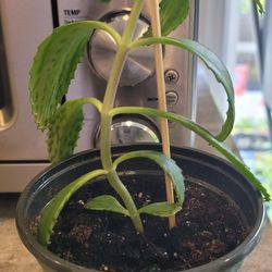 Healthy Calanсhoe Plant