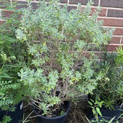 Texas Sage Landscape Plant 