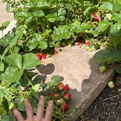 🍓 Strawberry plants for sale. Organically raised and pesticide free. Garden. Gardening. Strawberry patch