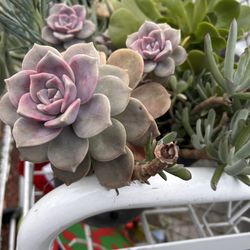 suculenta Flower 🌺 Avariable $10 