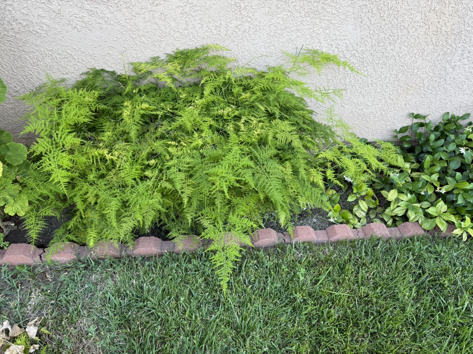 Very Big and So Beautiful Common Asparagus Fern