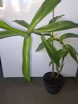 Basket Plant