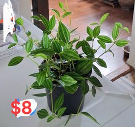 Live Healthy Peperomia indoor Houseplants  $8