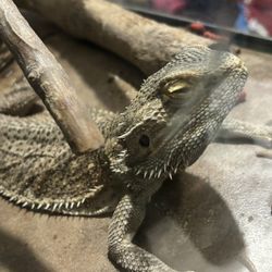 Bearded Dragon 