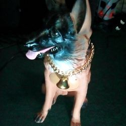 Bluetooth Dog Speaker 