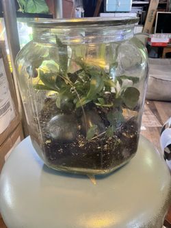 Vintage Glass Jar Terrarium House Plants 