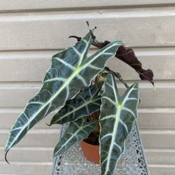 6” alocasia polly