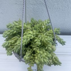 Donkey Tail Succulent Plant 
