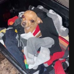 dog sitting/boarding 