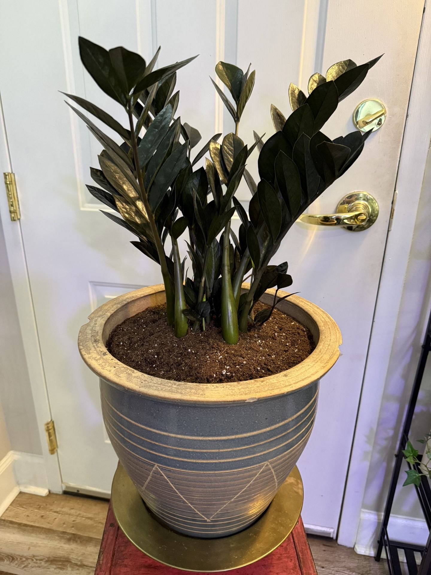Very large Raven ZZ Plant