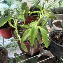 Mother Of Thousands Succulent