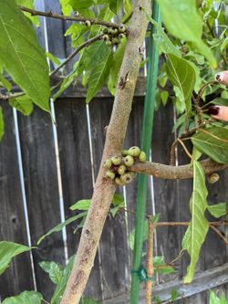 Vietnamese Fig Tree