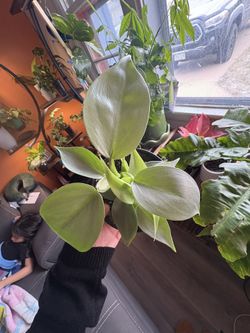 Silver Sword Philodendron