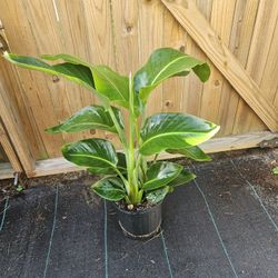 White Bird Of Paradise 