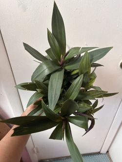 Tradescantia Spathacea, Read Description ⤵️