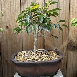 Ficus bonsai tree 