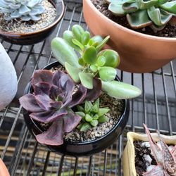 Sammies Succulent Arrangements And More