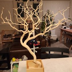 Manzanita Tree Display for Weddings, Events, Jewelry, Birthday, etc.