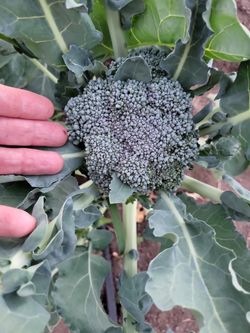 Veggies At Our PUYALLUP FAMILY FARM