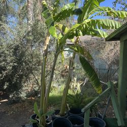 Banana Plant 