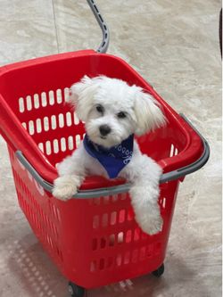 Red Basket
