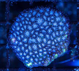 Fake Ice Blue Leptastrea 