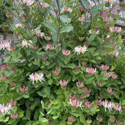 Honeysuckle Starts