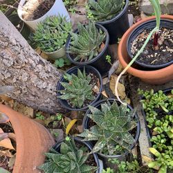 Haworthia Zebra Plants