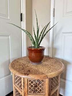 Sansevieria Fernwood