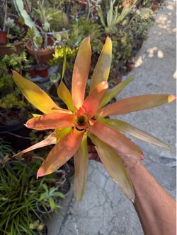 Neoregelia Bromeliad Plant