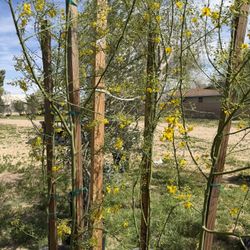 Palo Verde /museum Desert 