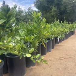 5 Gallon Size - Fruiting Age- Citrus Trees 