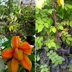 Sweet Star Fruit Averrhoa Carambola Plant Tree Fully Grown 3 Gallon Size