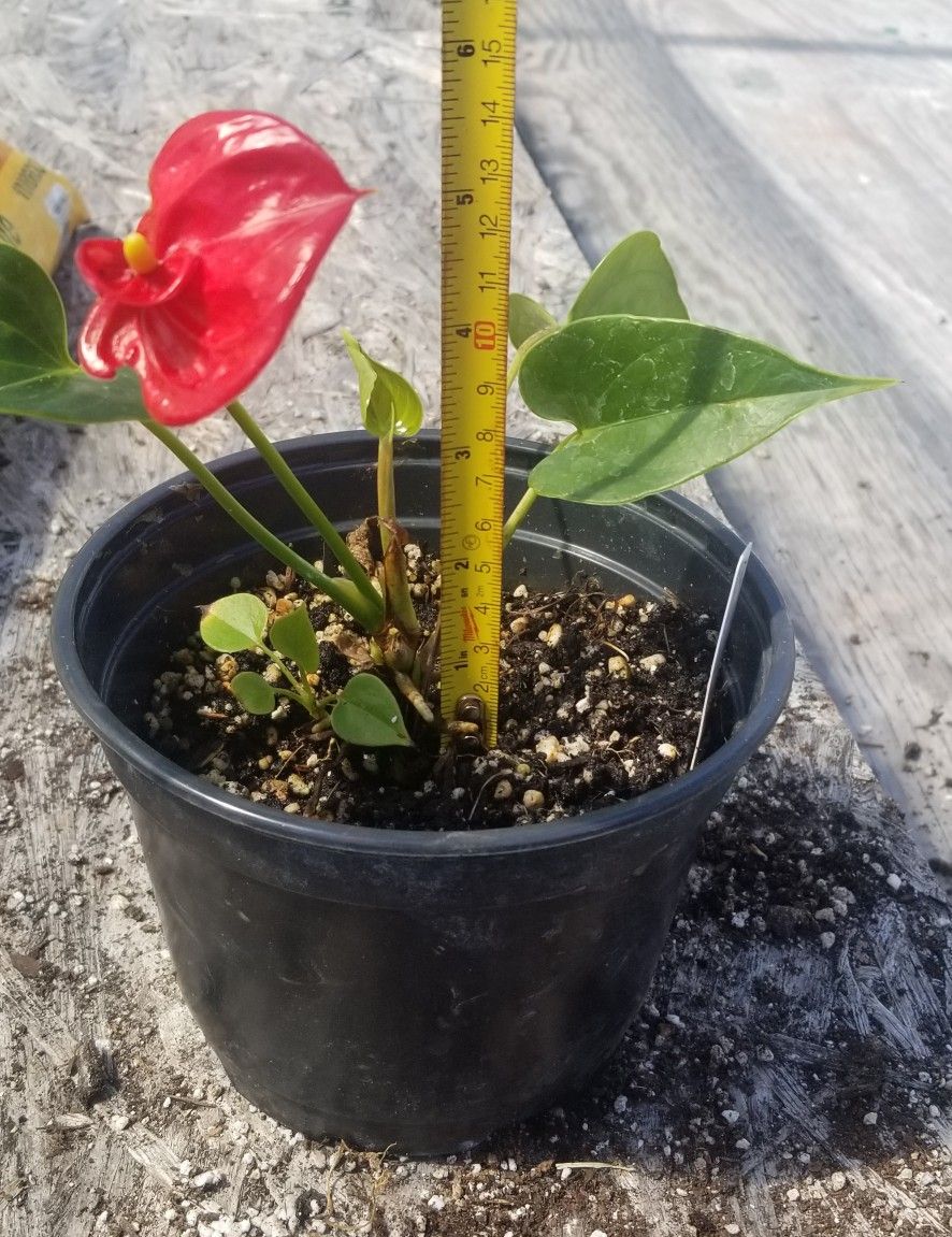 Anthurium Plant,  Live 