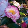 camellia