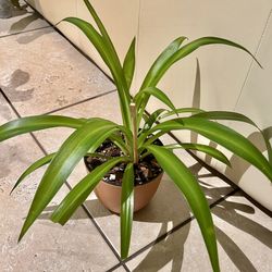 Hawaiian Clorophytum 