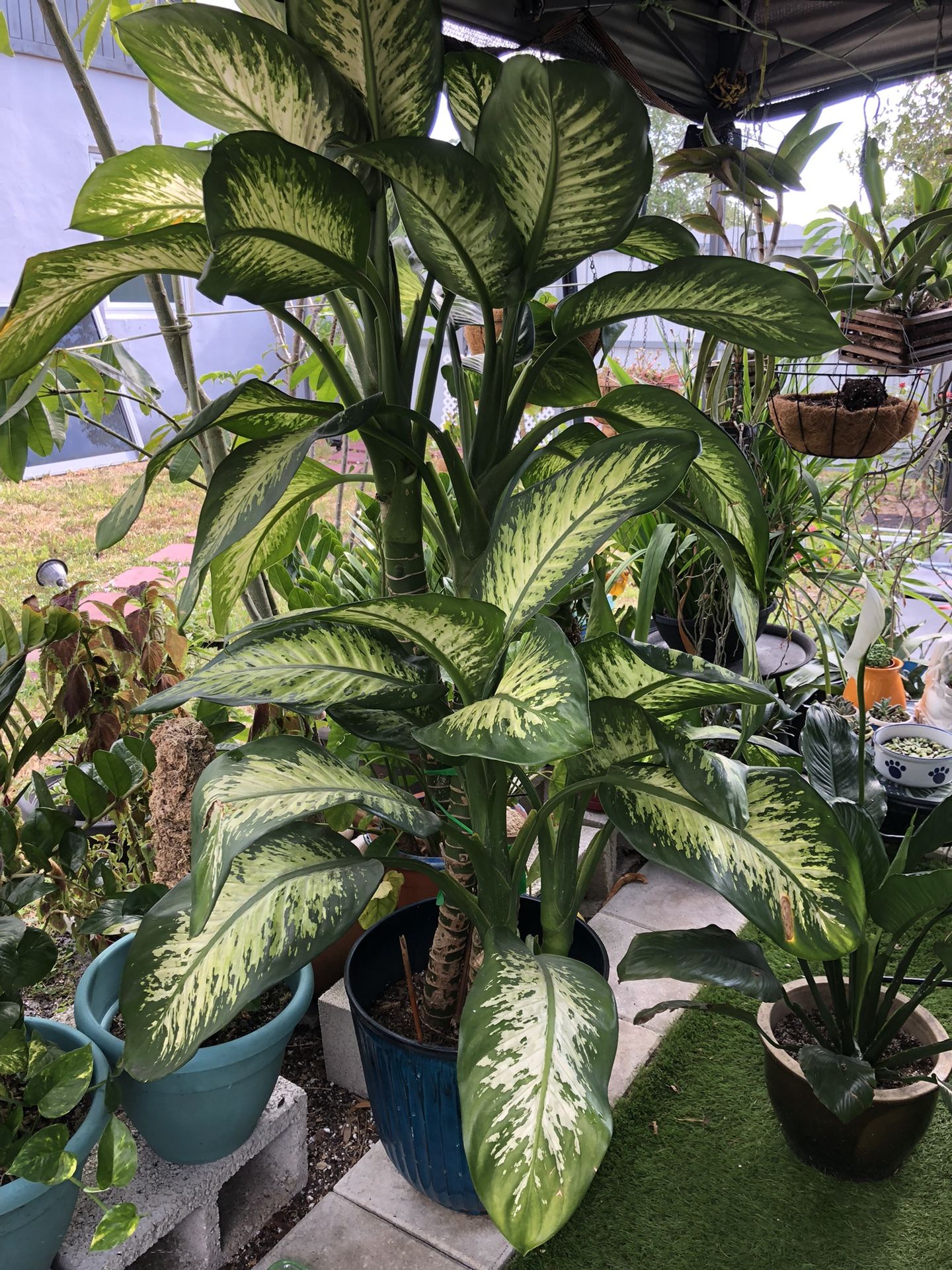 Dieffenbachia Tropical Snow Plant 